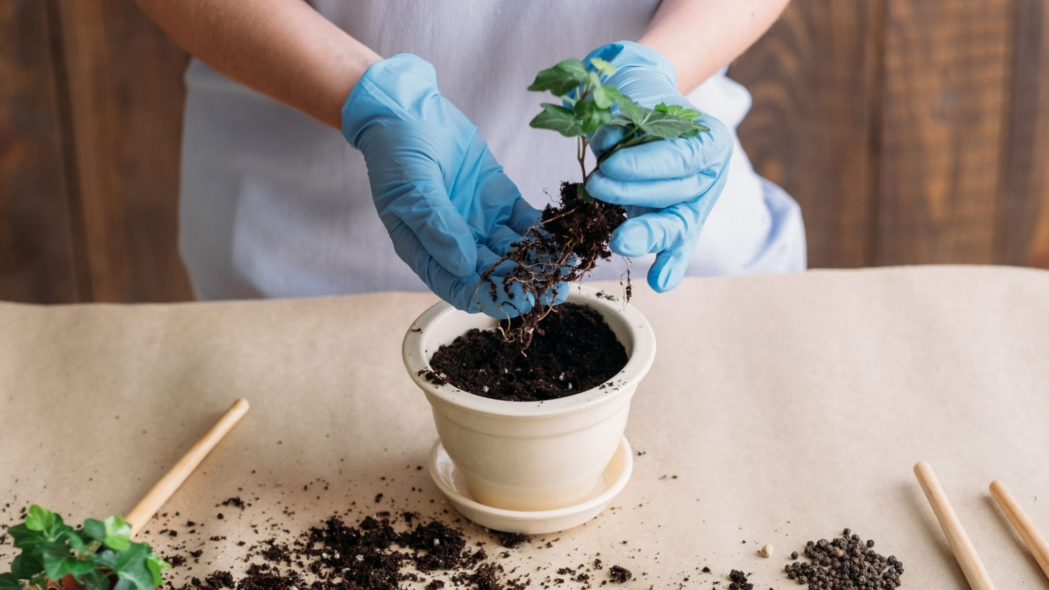 O Que Plantar Na Horta De Quintal Vejas Essas Dicas De Plantas Lindas