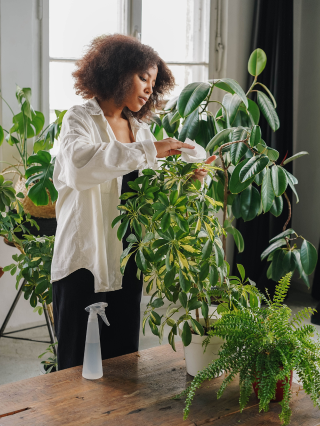 Motivos Para Ter Plantas Em Casa Dicasparaviverbem