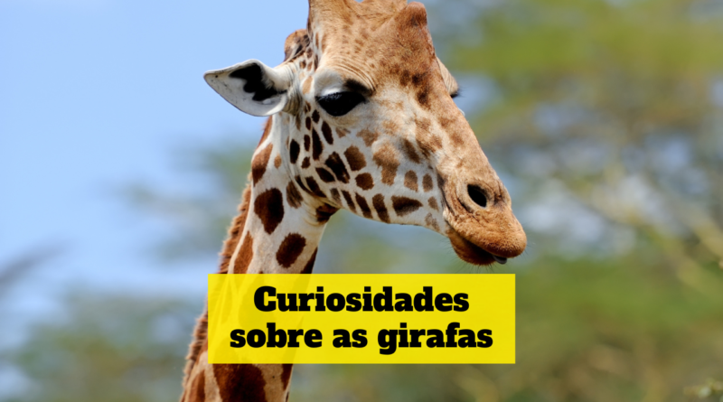 Arquivo De Curiosidades Sobre A Girafa Dicasparaviverbem