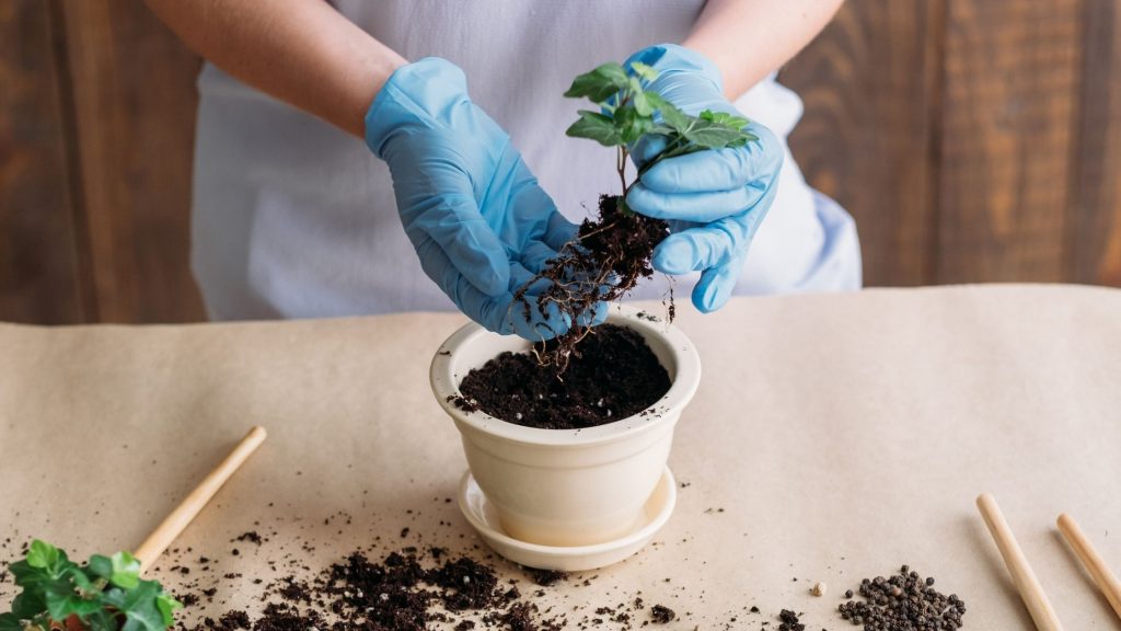 O Que Plantar Na Horta De Quintal Vejas Essas Dicas De Plantas Lindas Para Sua Horta