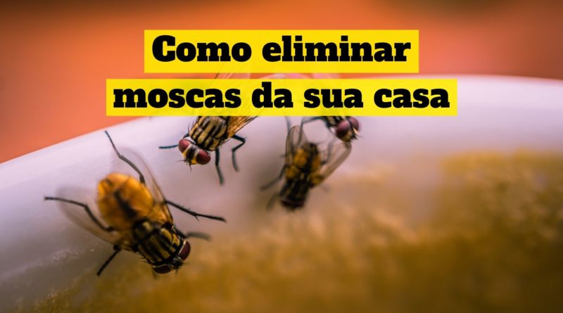Como Eliminar Moscas Da Sua Casa De Uma Vez Por Todas DicasParaViverBem