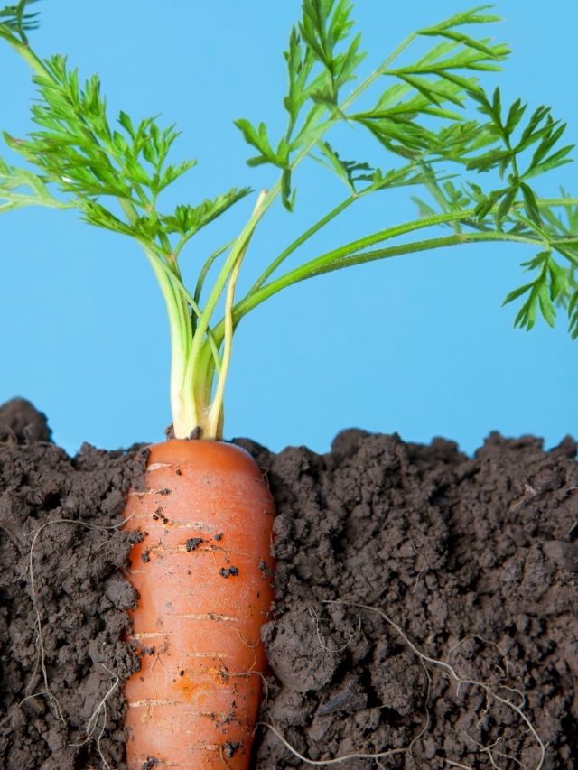 Como Plantar Cenoura Em Vaso Dicasparaviverbem