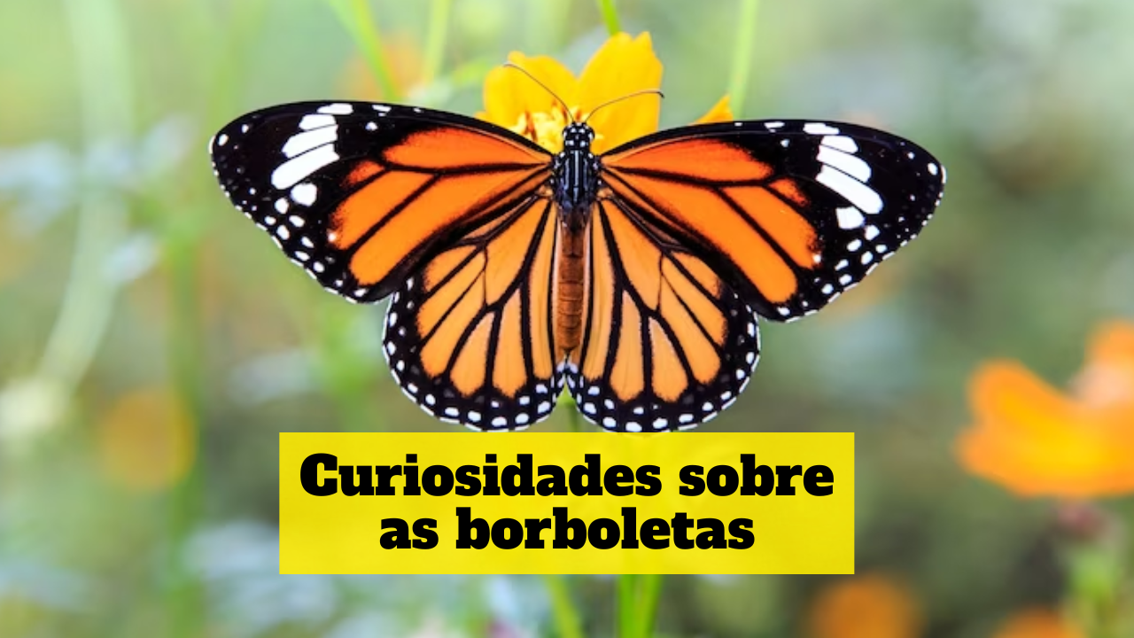 Curiosidades Sobre As Borboletas Curiosidades Que Vão Além Dicasparaviverbem 8034