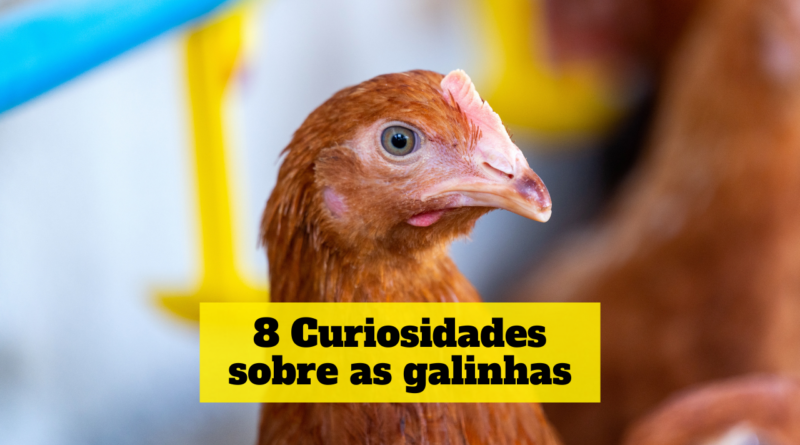 Arquivo De Curiosidades Incr Veis Sobre As Galinhas Dicasparaviverbem