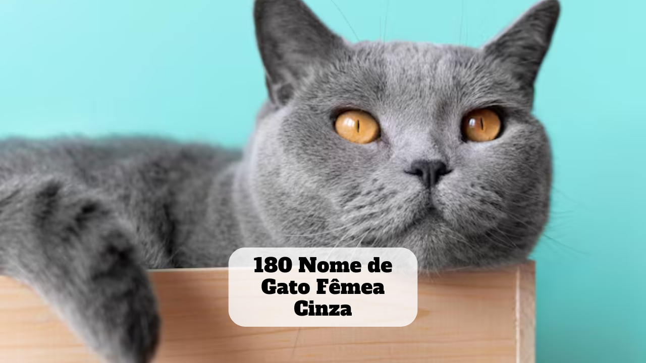 180 Nome de Gato Fêmea Cinza - Dicas Para Viver Bem